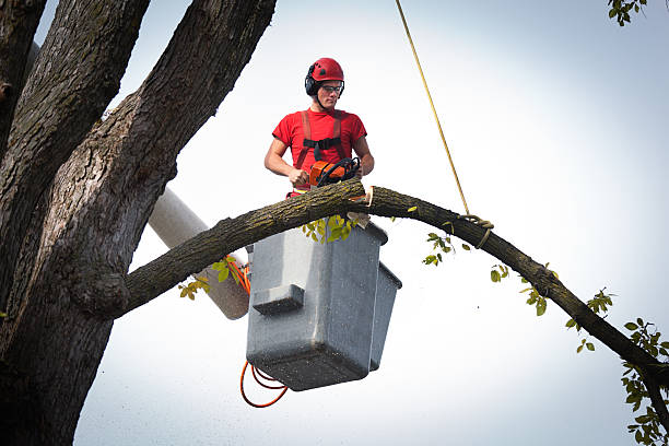 Best Arborist Services Near Me  in Fort Smith, AR